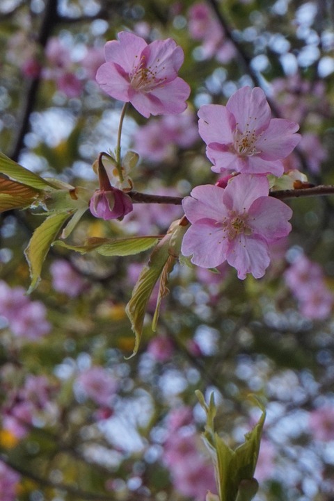 河津桜佐渡１