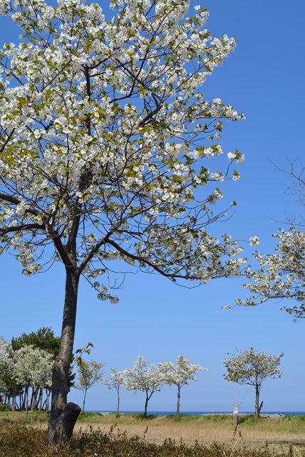 佐渡海平沢海岸2