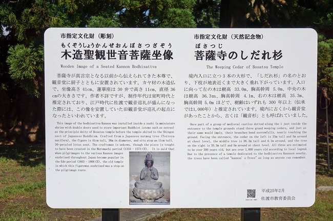 菩薩寺のしだれ杉1