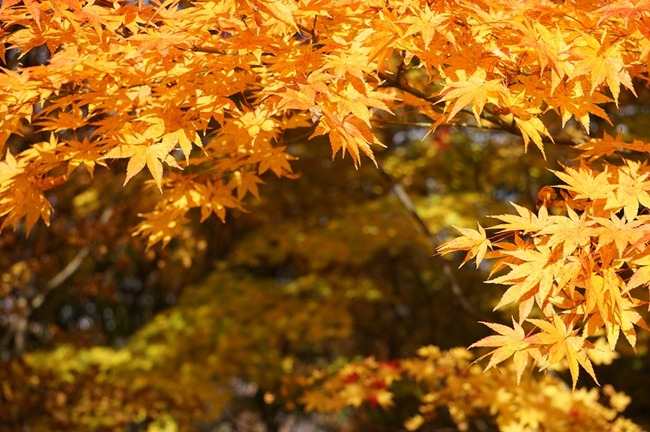 慶宮寺秋3