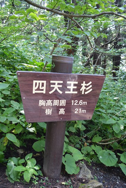 佐渡石名天然杉四天王2