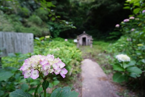 蓮華峰寺紫陽花２