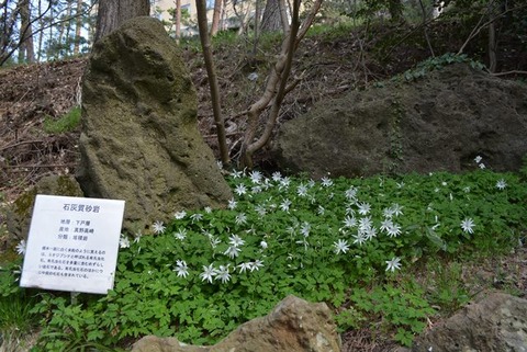 佐渡博物館岩石園石灰質砂岩