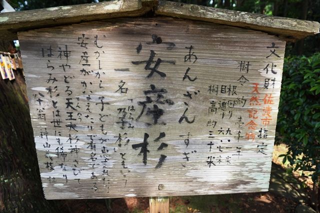 神社仏閣】樹齢千年『安産杉』と彫刻が美しい『牛尾神社