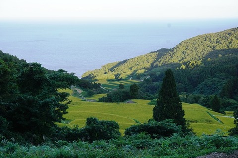 佐渡棚田1