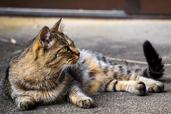 佐渡の猫
