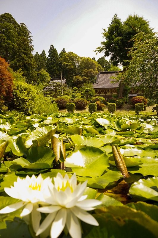 蓮華峰寺9