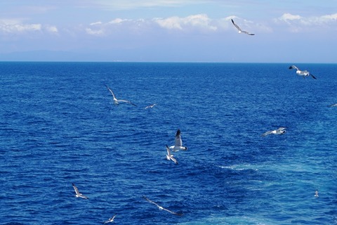 佐渡の海