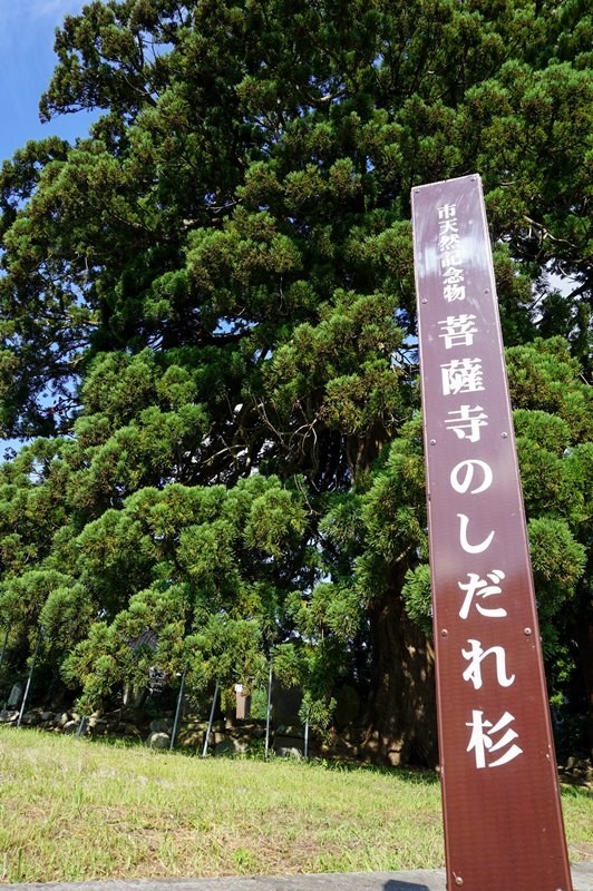 菩薩寺のしだれ杉