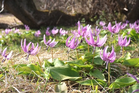 カタクリ佐渡千竜桜1