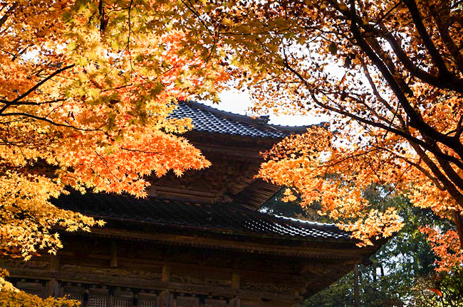 慶宮寺秋9