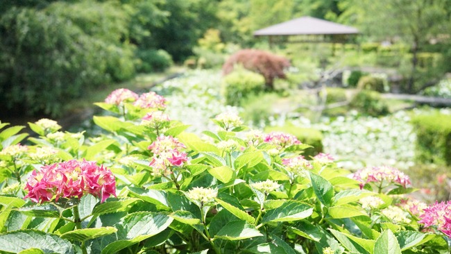 蓮華峰寺20170621