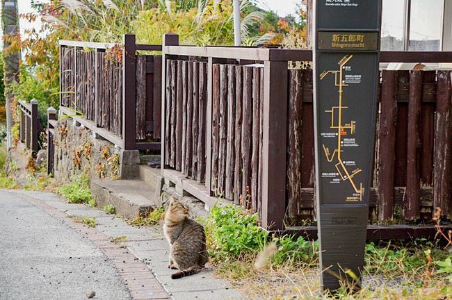 佐渡の猫1