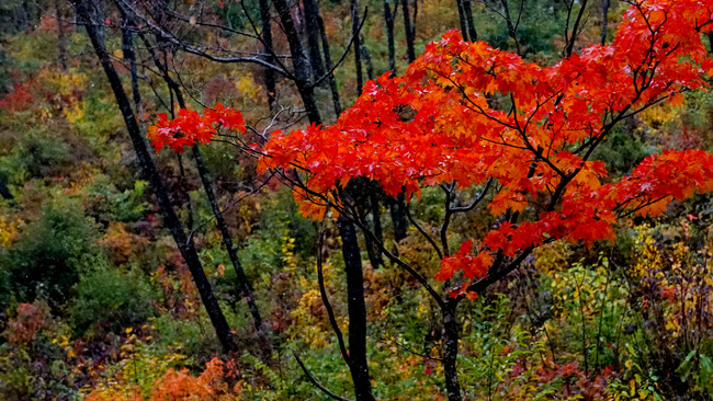 9紅葉山2017