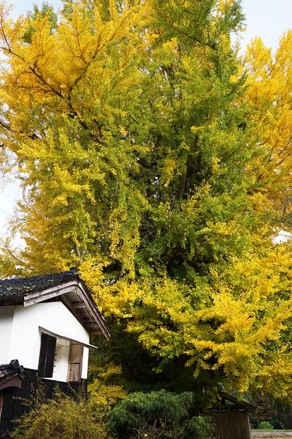 清水寺大銀杏3