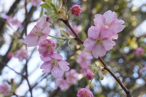 佐渡河津桜４