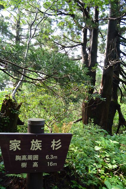 佐渡石名天然杉家族杉