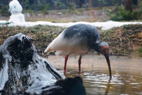 トキの森公園14