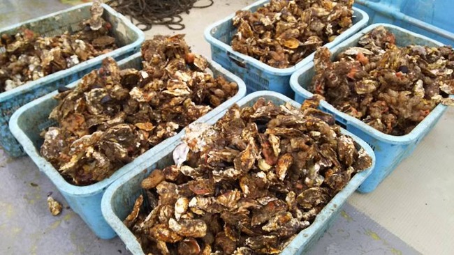 佐渡加茂湖の牡蠣3