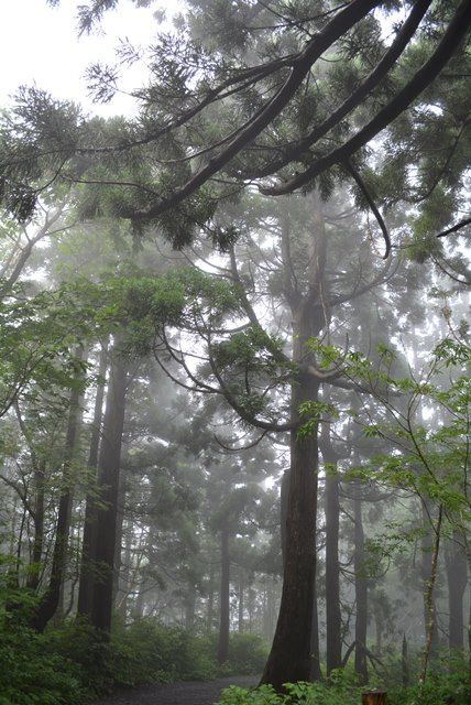 佐渡石名天然杉遊歩道以外の天然杉2