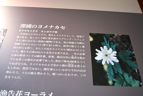 佐渡博物館深浦のヨメナカセ