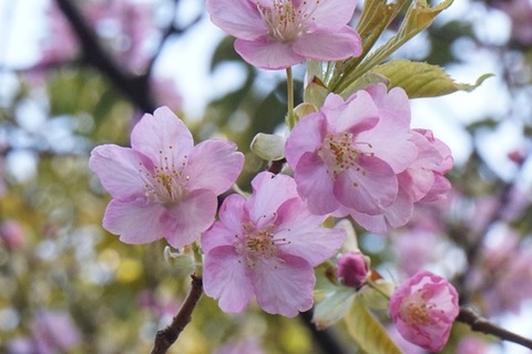 佐渡河津桜7