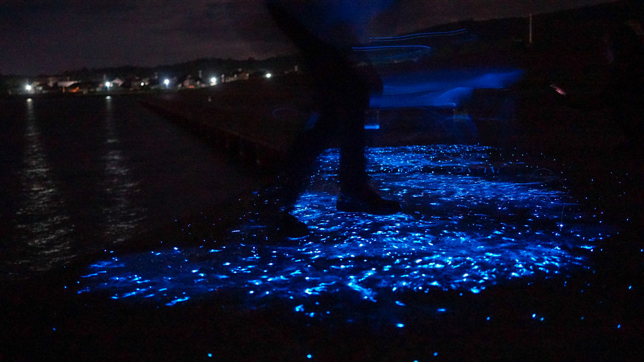 体験記 ツアーご案内 夜の闇に青く光るウミホタルを見に 佐渡旅 Sadotabi 体験記 ツアーご案内 夜の闇に青く光るウミホタルを見に 佐渡旅 Sadotabi