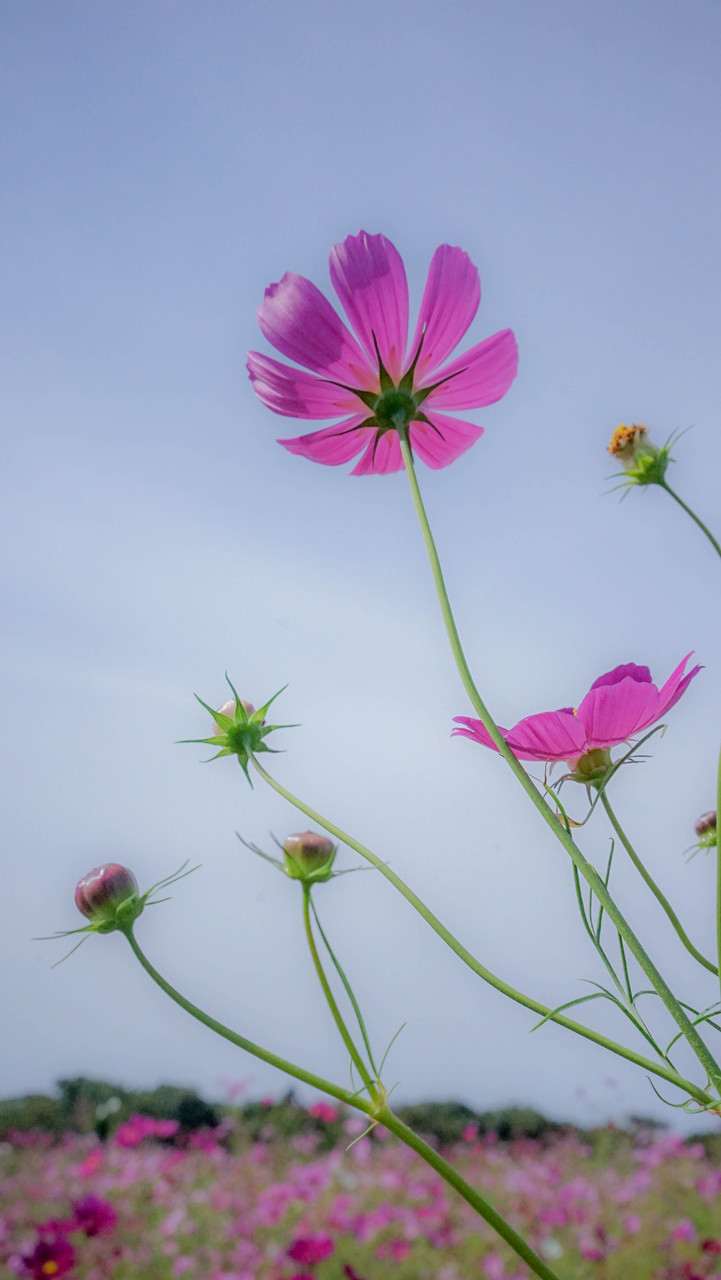 花の島 潮風に揺れる秋桜と 素敵な花のブログを見つけました 佐渡旅 Sadotabi