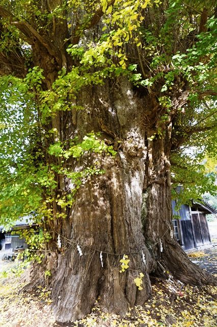 清水寺大銀杏8