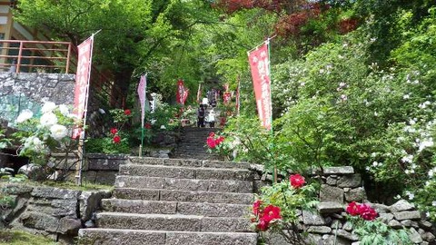 佐渡長谷寺ぼたん祭１８