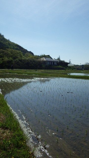 佐渡花の木9