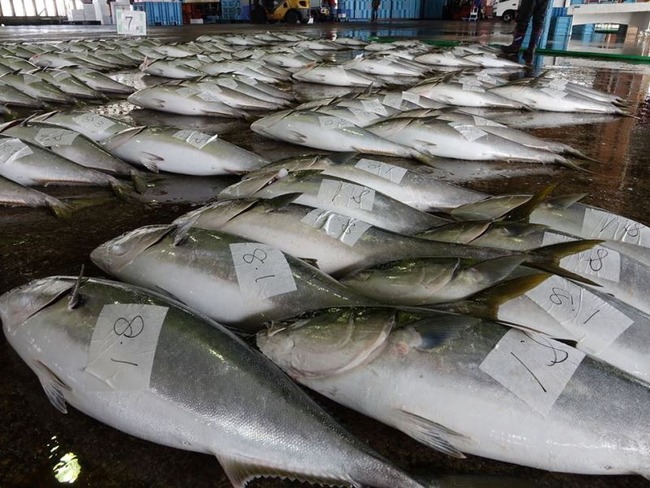 佐渡寒ブリ大漁2016