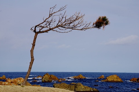 藻浦崎1