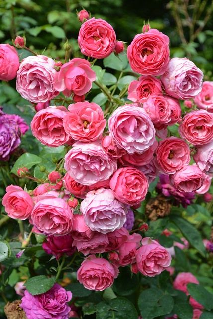 rose1