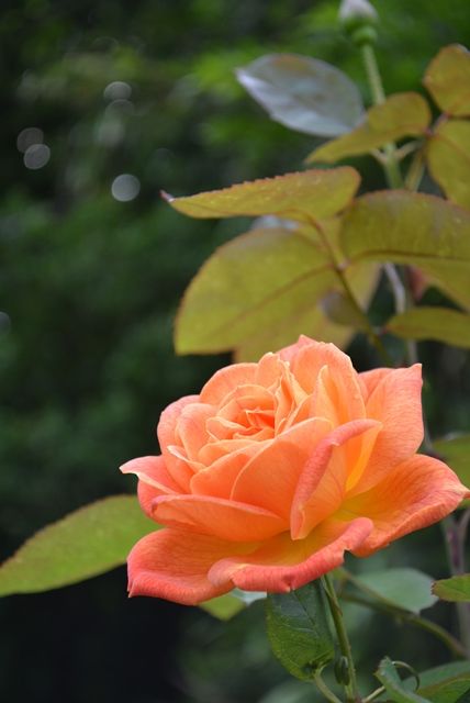 rose2