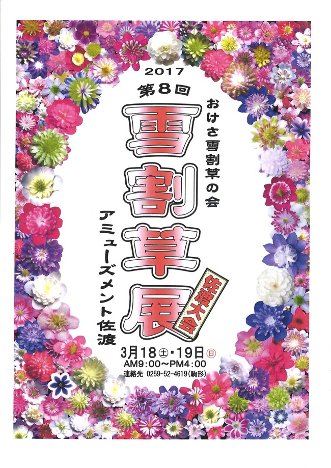 雪割草展