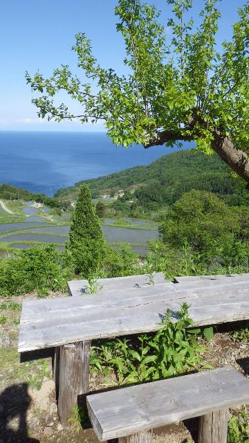 佐渡岩首の棚田5