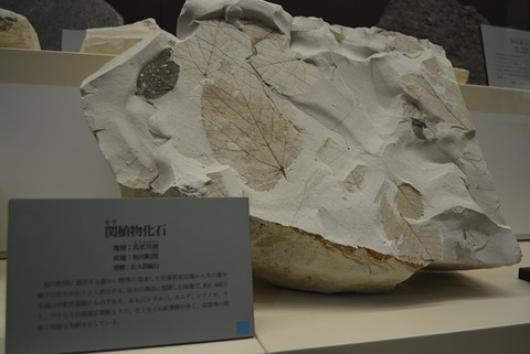 佐渡博物館化石