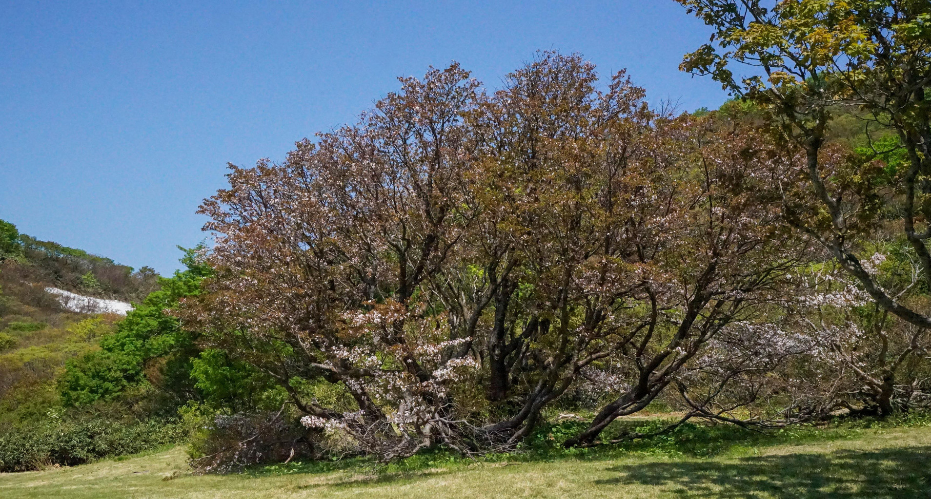 ドライブ 大佐渡スカイライン白雲台から少し歩いた佐渡で一番遅い桜 千竜桜 ５月日 佐渡旅 Sadotabi