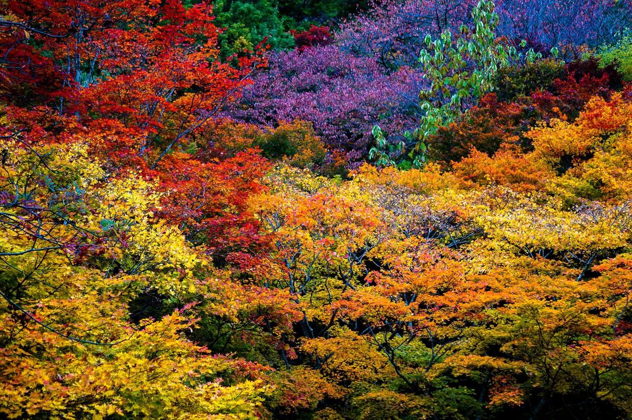 紅葉 大佐渡スカイラインと共に訪れたい 佐渡の紅葉名所 紅葉山公園 佐渡旅 Sadotabi 紅葉 大佐渡スカイラインと共に訪れたい 佐渡の紅葉名所 紅葉山公園 佐渡旅 Sadotabi