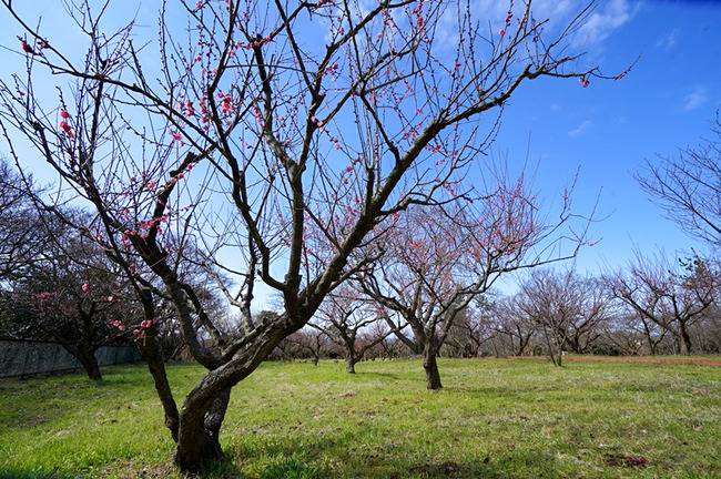 佐渡城址公園梅