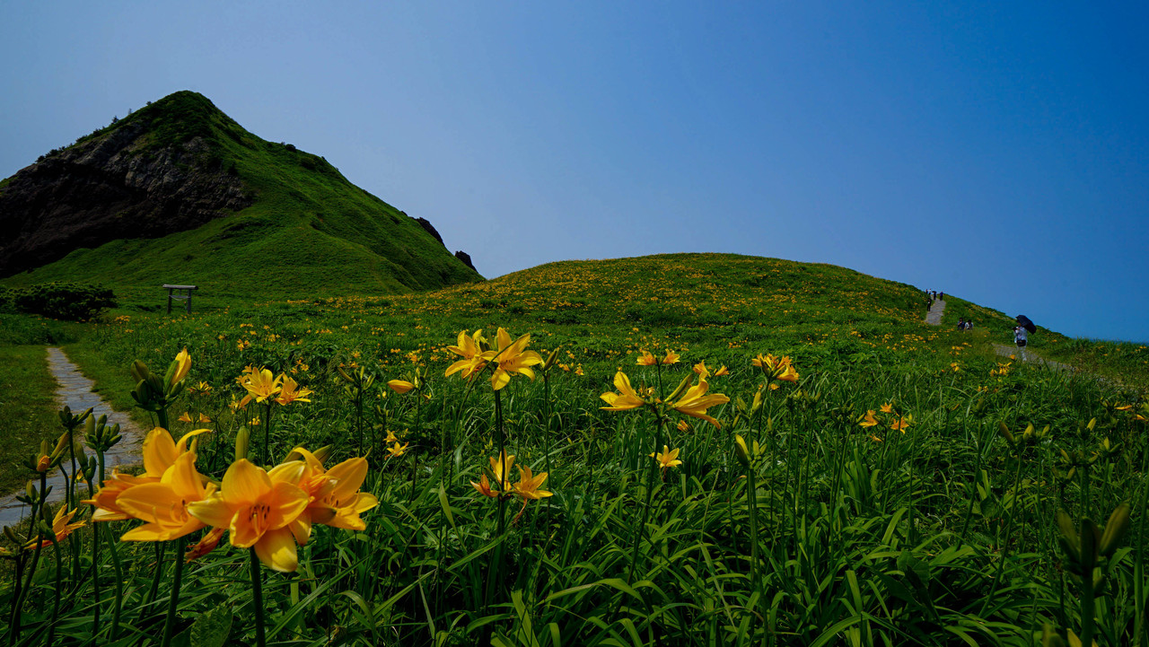 開花状況 17佐渡大野亀カンゾウの開花状況 5月29日現在 佐渡旅 Sadotabi