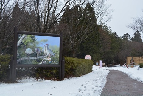 トキの森公園9