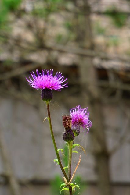 佐渡たらい舟体験矢島経島9