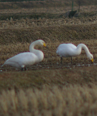 佐渡に飛来した白鳥