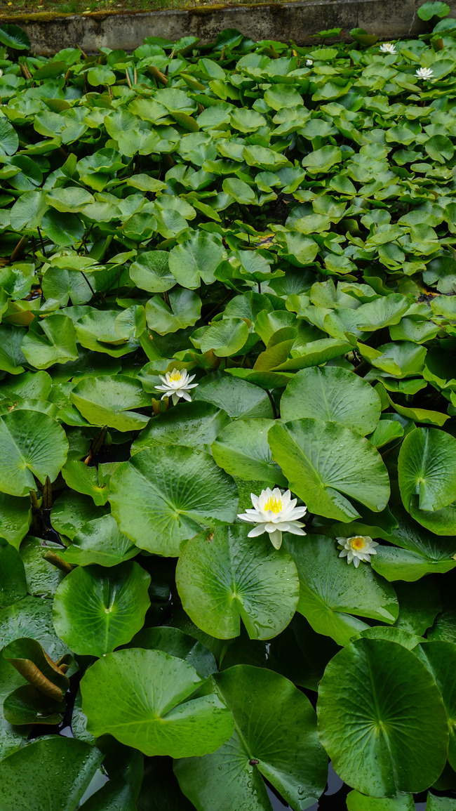 蓮華峰寺11