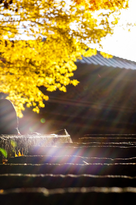 慶宮寺秋10