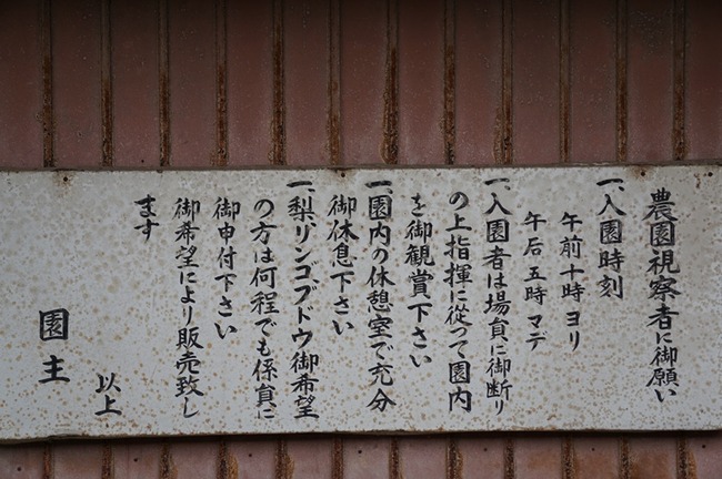 小松農園ぶどう1