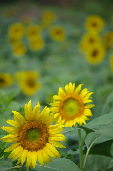 奈良県五條市上野のひまわり２ Saduuの写真館