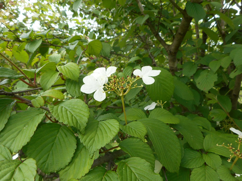 エゴノキ ツクシヤブウツギ 木の花続々開花 不思議と感動いっぱいの自然
